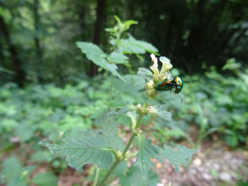 Chrysolina fastuosa, Chrysomelidae